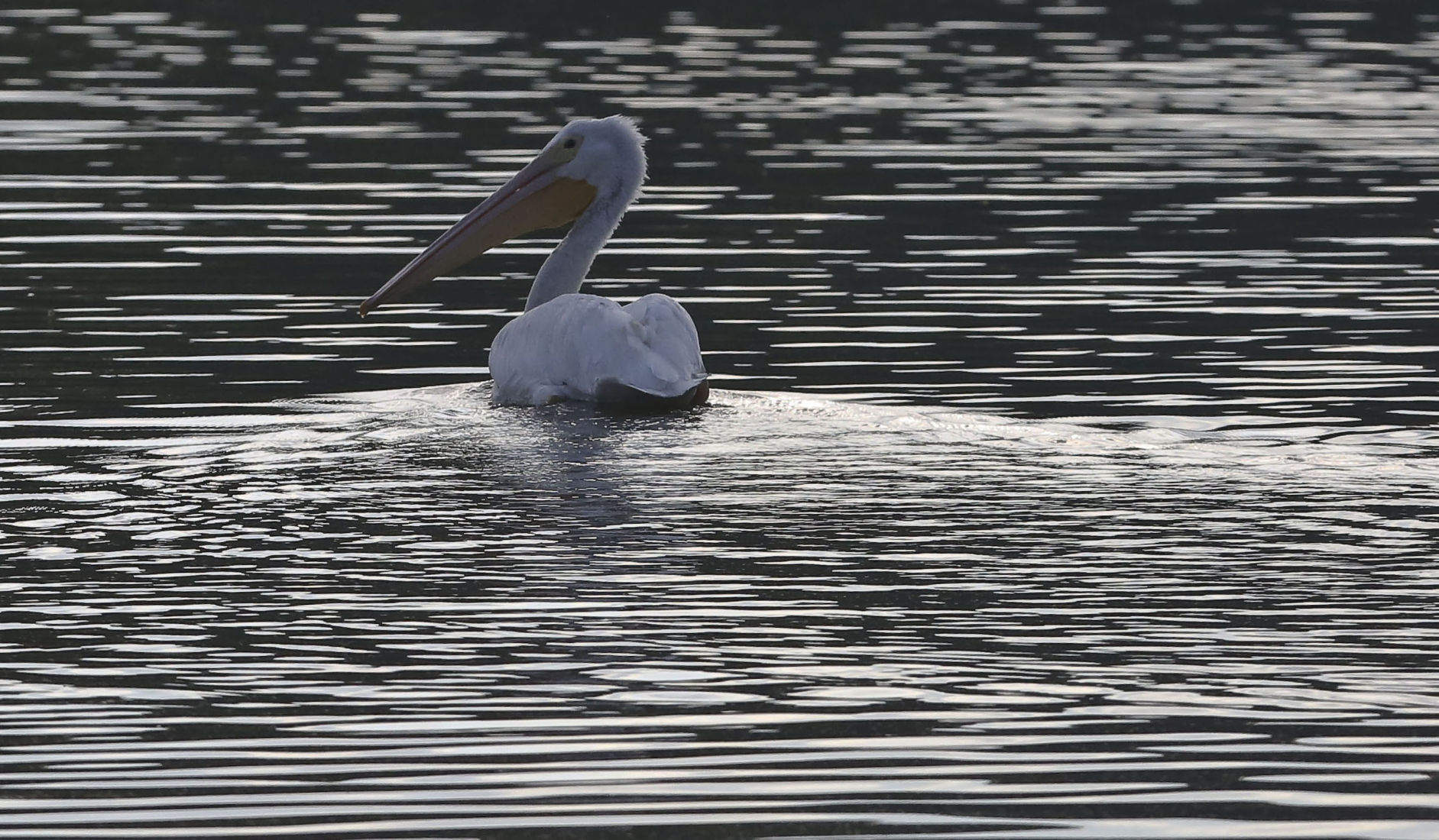 Peilicans 17 10.10.18.JPG